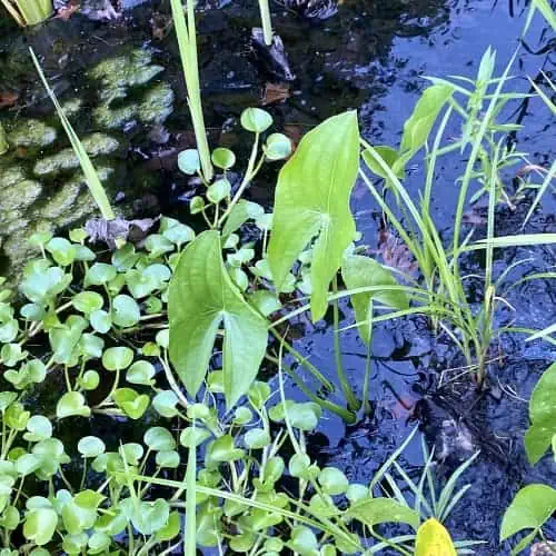 Arrowhead leaves