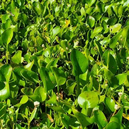 Frogbit colony