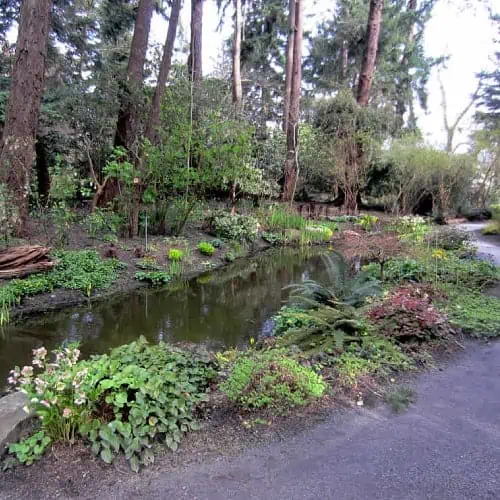 Pond edge plants