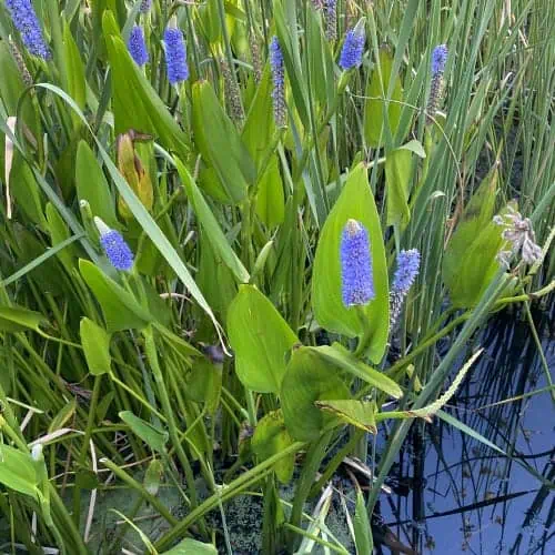 Pickerelweed in bloom