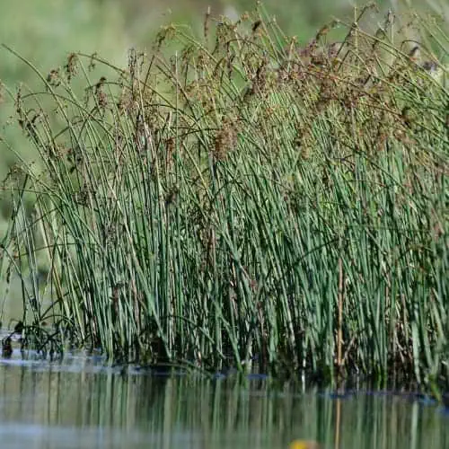 Softstem bulrush