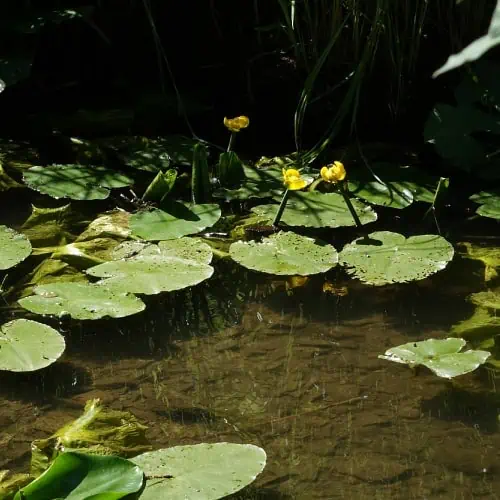 Spatterdock plants