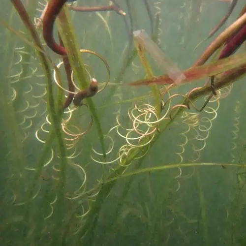 Tape grass underwater