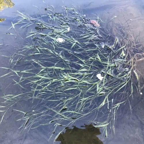 Water stargrass submerged