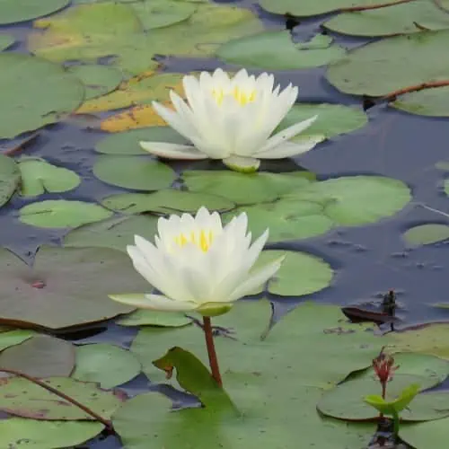 White water lily blooms