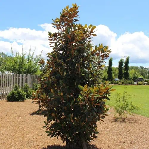 10 Trees for Small Yards in Texas (Top Species) - Pond Informer