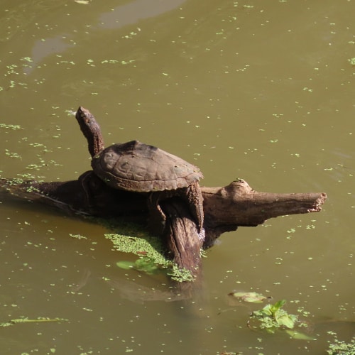 False map turtle basking