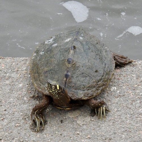 Ouachita map turtle