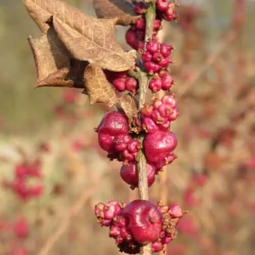 Coralberry fruits