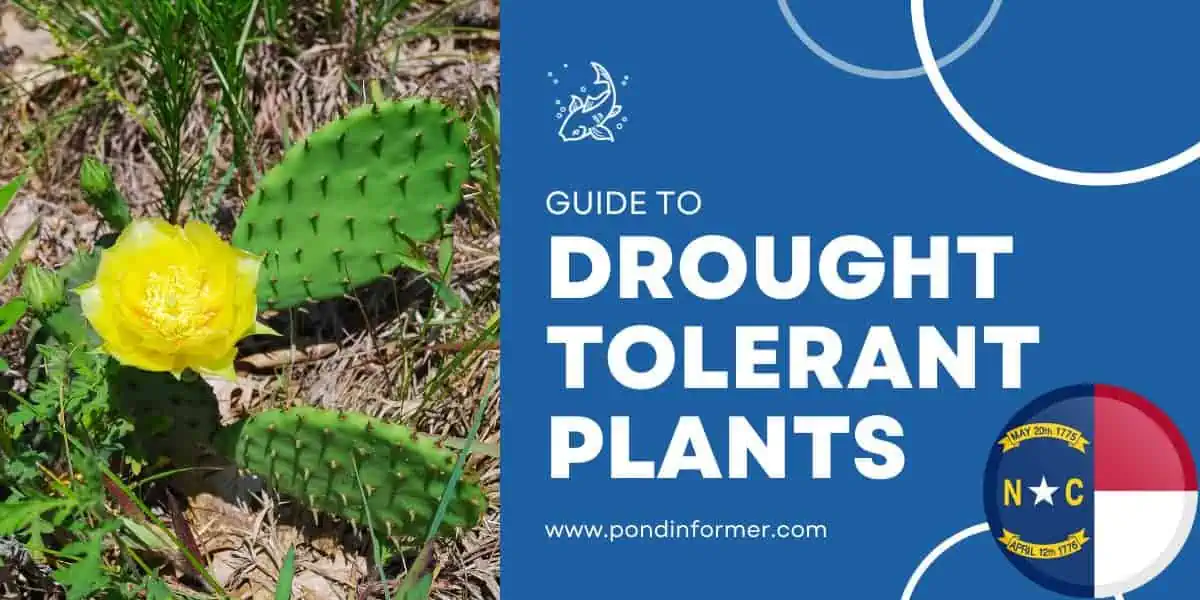 20 Drought Tolerant Plants for North Carolina Pond Informer