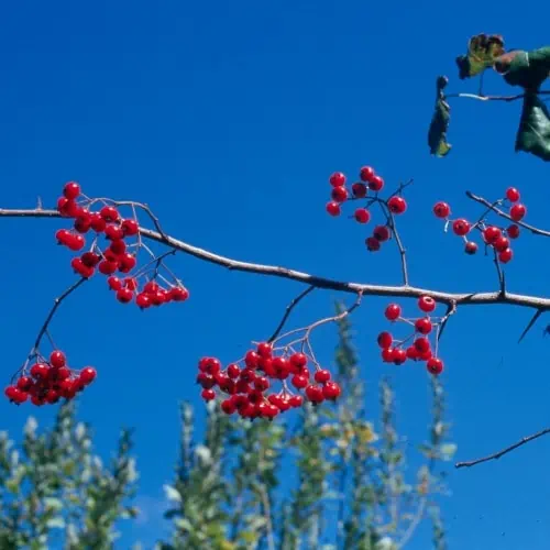 Washington hawthorn berries