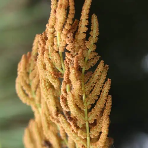 Fertile royal fern frond