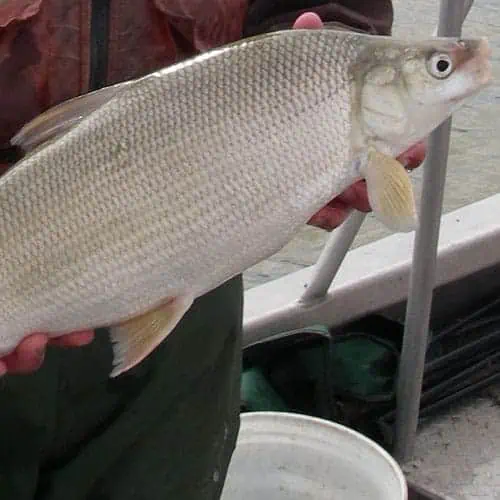 Guide to Lake Whitefish (Coregonus clupeaformis) Pond Informer