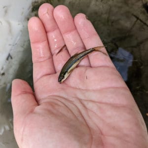 List of Fish Species in Lake Winnibigoshish 2023 [Updated] - Pond Informer