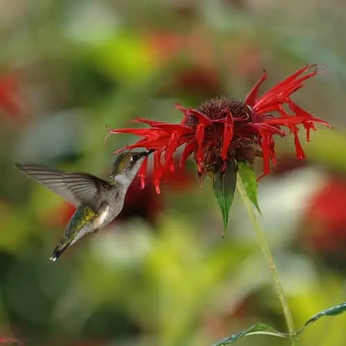 12 Plants & Flowers That Attract Pollinators 2023 [Updated] - Pond Informer