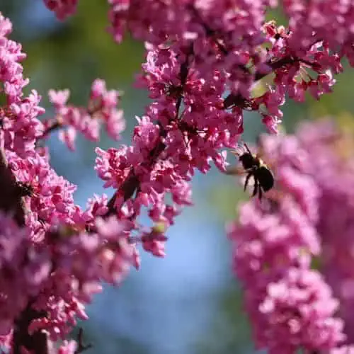 Bee on eastern redbud