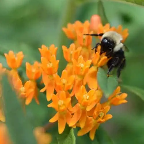 Bumblebee on milkweed flower