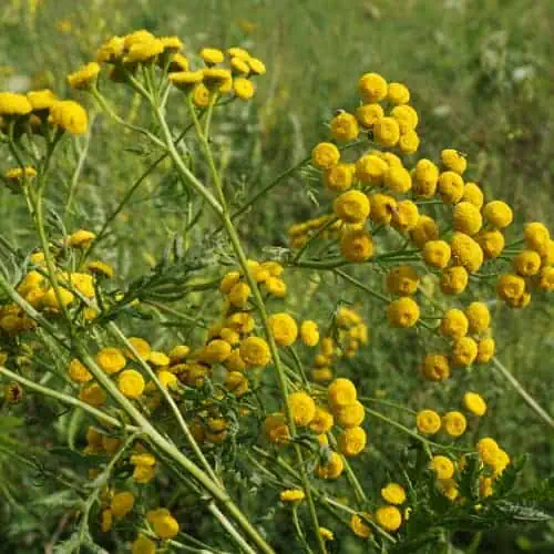 Common tansy flowers