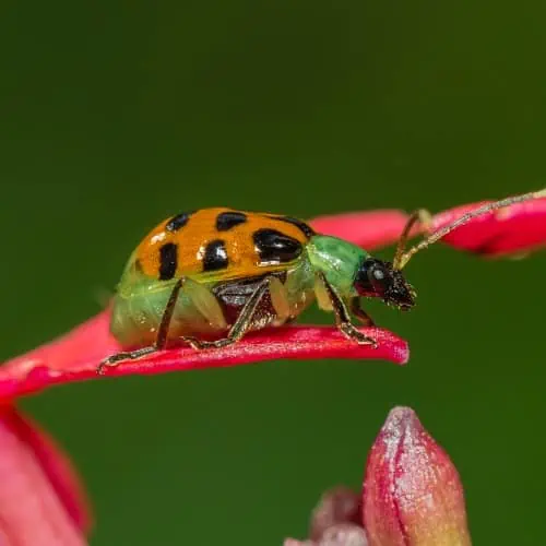 Diabrotica beetle on plant