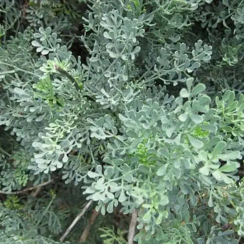 Common rue leaves