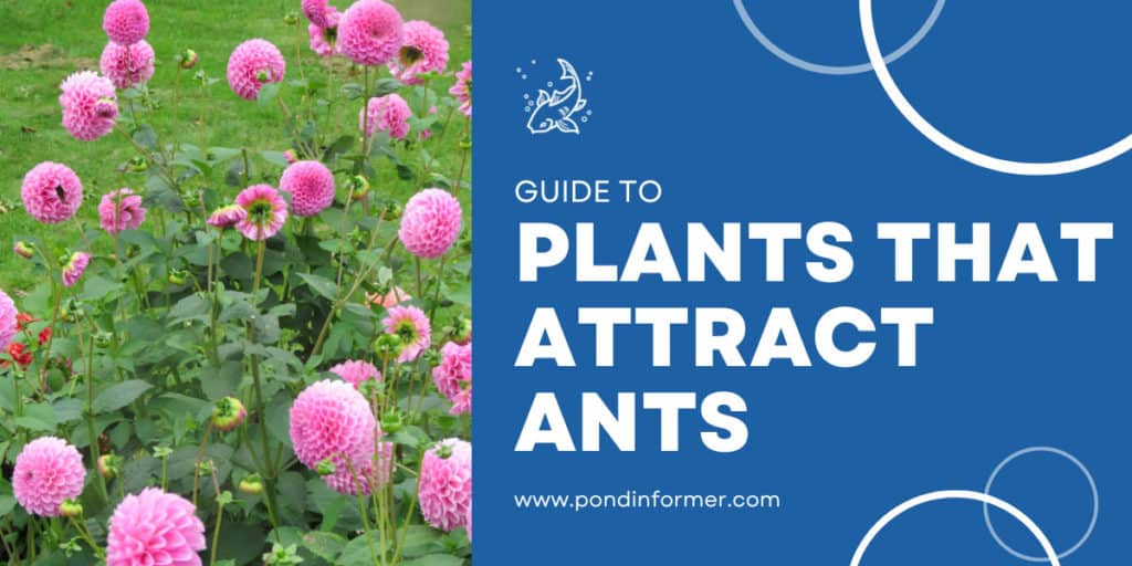Plants & Flowers That Attract Ants 2023 [What to Avoid] Pond Informer