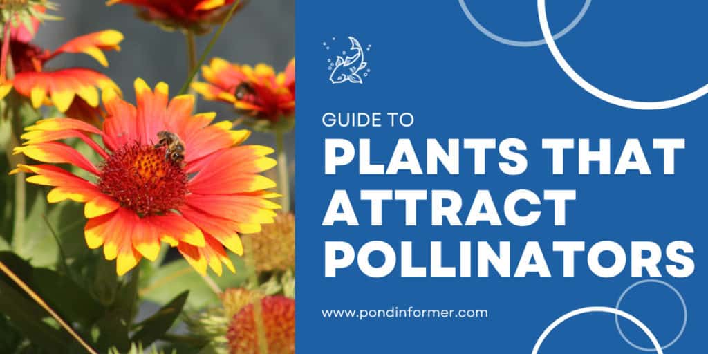12 Plants & Flowers That Attract Pollinators 2023 [Updated] Pond Informer