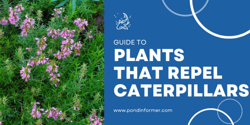 10 Plants That Repel Caterpillars 2023 [Plants Caterpillars Hate
