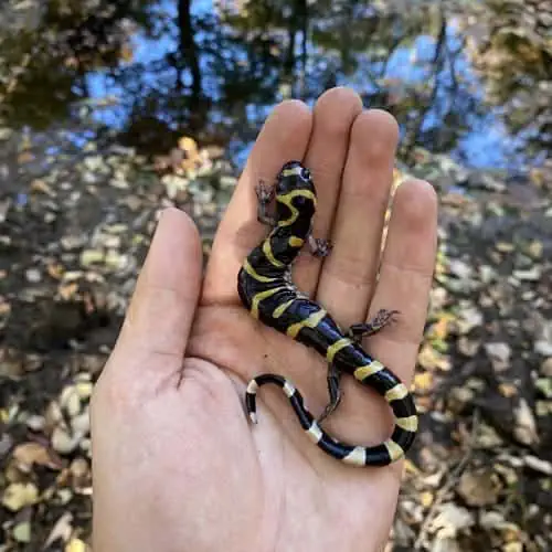 Ringed salamander in hand