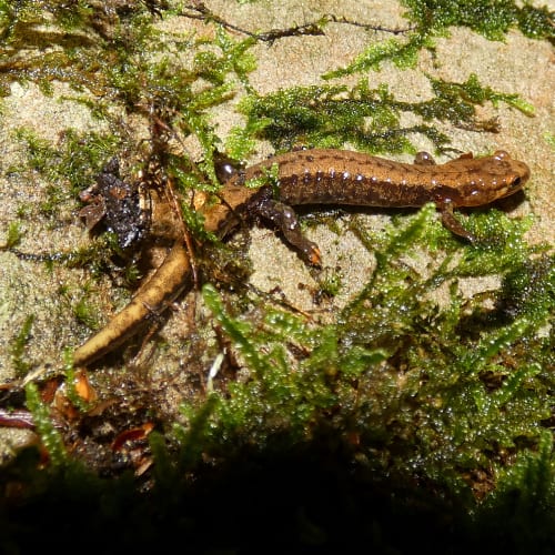 Allegheny Mountain dusky salamander