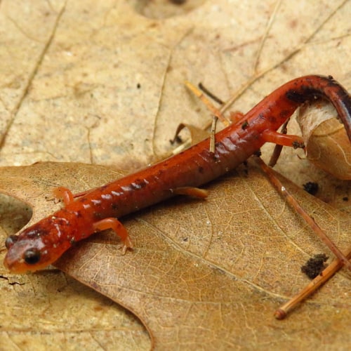 Eastern red-backed salamander