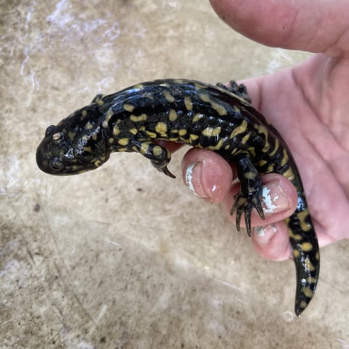 Eastern tiger salamander