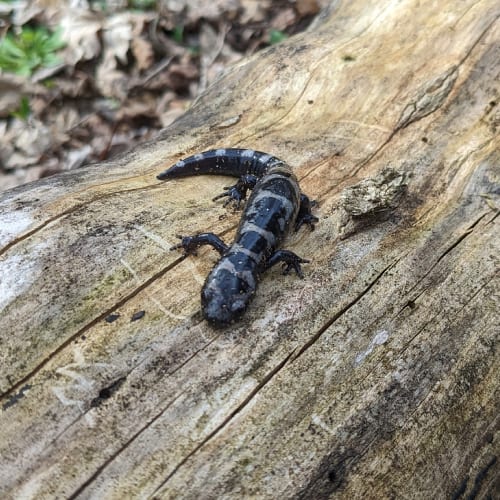 Marbled salamander on log