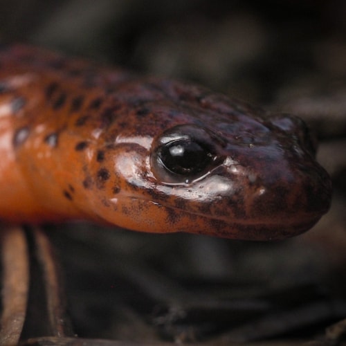 Mud salamander