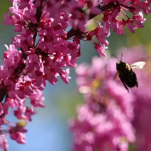 Bee flying to eastern redbud blooms