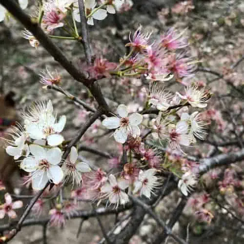 Flowering dogwood blooms