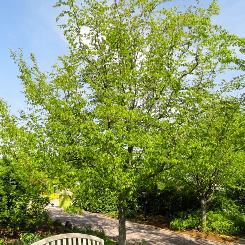 American hornbeam tree