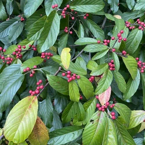 Carolina buckthorn fruits