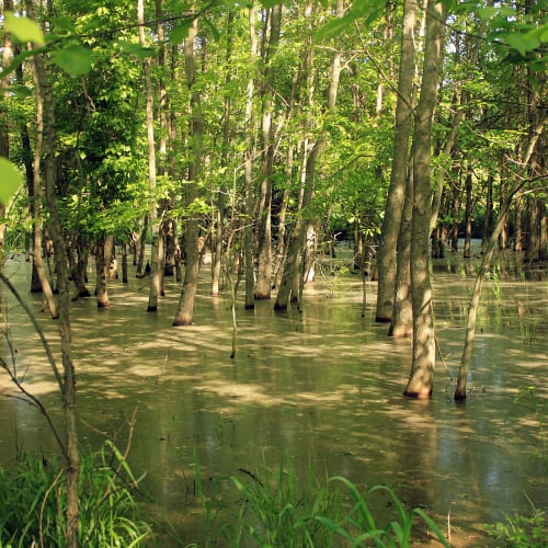 Swamp in Missouri