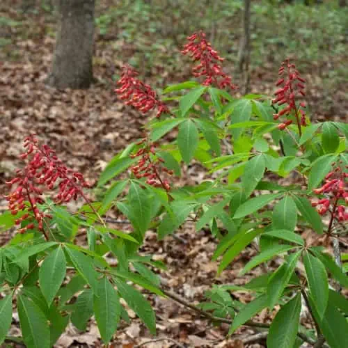 Red buckeye