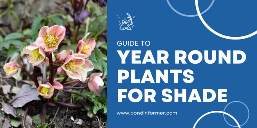 10 Year Round Plants for Shaded Areas 2023 [Updated] Pond Informer