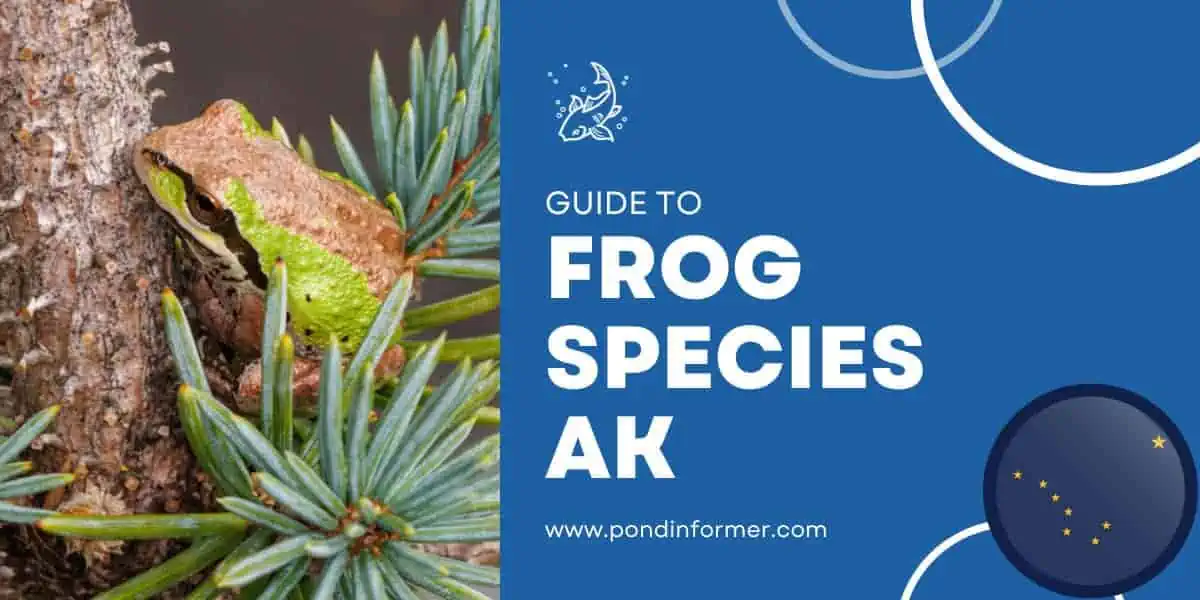 List of Frog Species in Alaska (ID + Pics) - Pond Informer