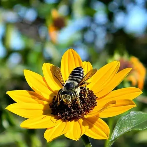 Bee on beach sunflower