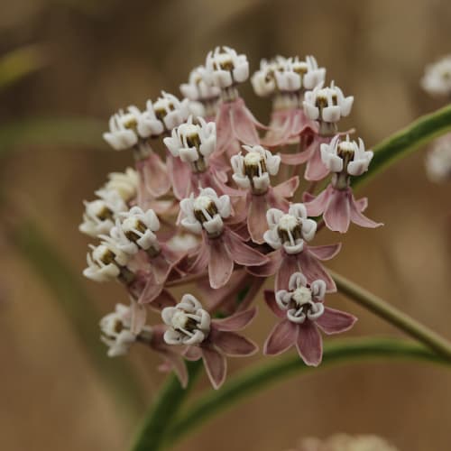 Narrowleaf milkweed flower