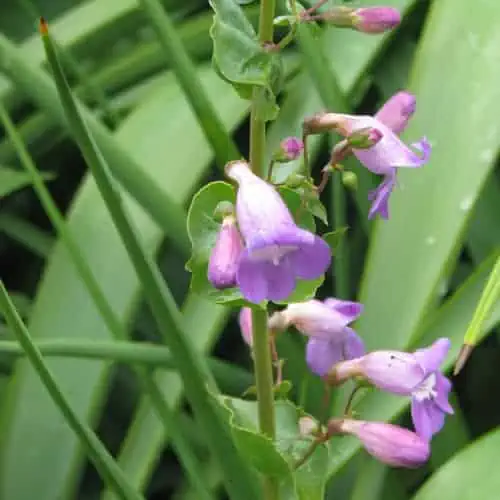 Showy penstemon flowers