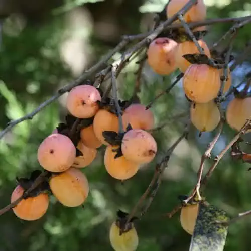 Persimmon fruit on tree