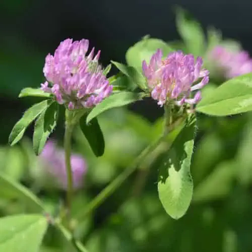 Red clover flowers