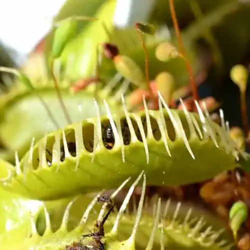 Venus flytrap with insect