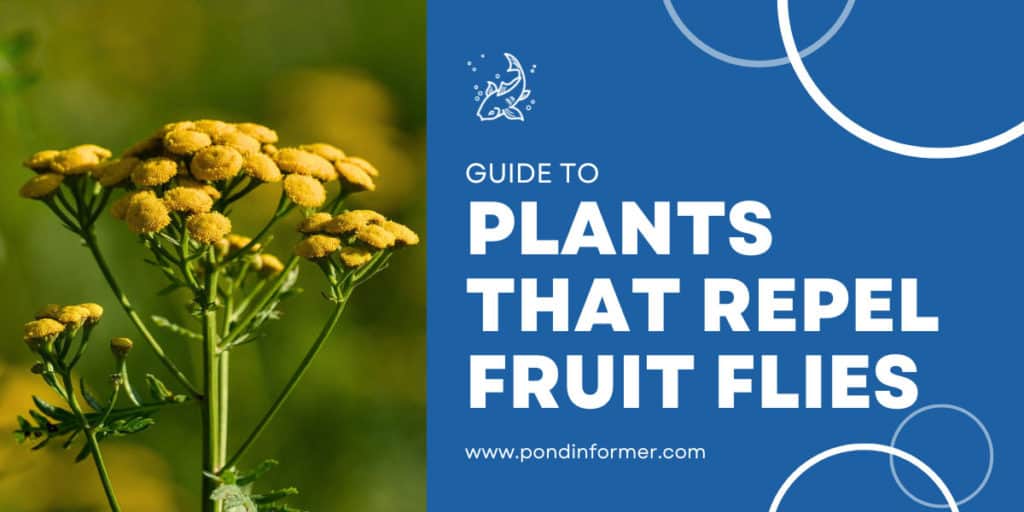 8 Plants That Repel Fruit Flies 2023 [Plants They Hate] Pond Informer