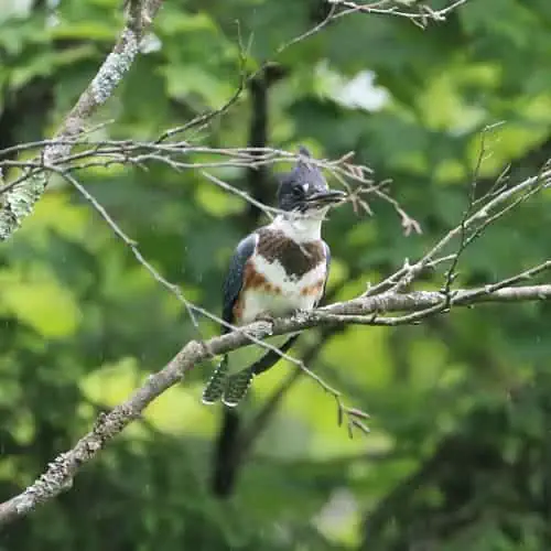 Belted kingfisher on branch