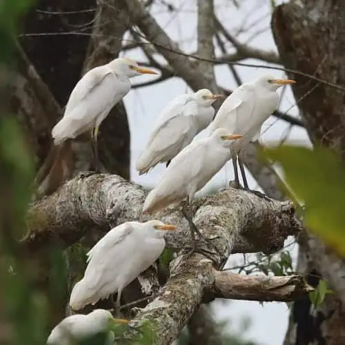 Cattle egrets on branch